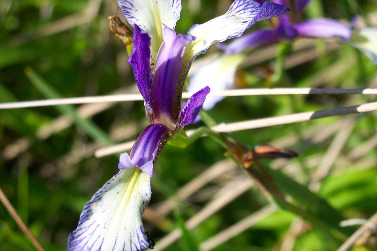 Blue Iris in wetland