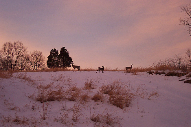 Deer at sunset {photo by Jordan Wood}
