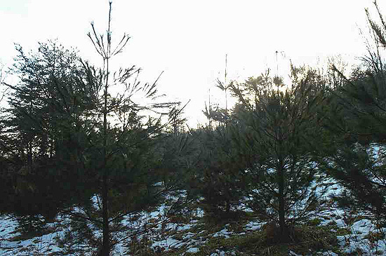 Successful White Pine/Norway Spruce/White Spruce Plantation Established in 1995